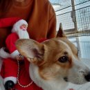 DaDogDaDog 애견카페 이미지