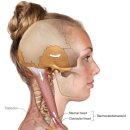 흉쇄유돌근(목빗근) SCM(Sternocleidomastoid) - 경근학회 (정영재 PT) 이미지