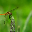 정하목장 이미지