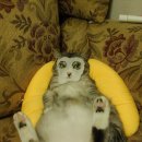 방방이네 이미지