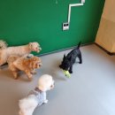 대곡유치원 | 대구 달서구 애견유치원 멍멍아학교가자 대곡점 체험 후기