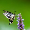 나비야놀자 이미지