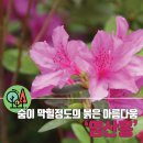영산홍 이미지