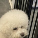 댕댕미장원 이미지