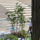 보광정 | 남산에서 고기와 함께 뛰는 런닝! 🐷 보광정 수육런 후기