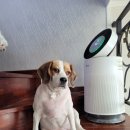 서구애견센타 이미지