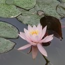 둠벙추어탕 | 추어탕을 주문하면 돈가스가 나오는 울진맛집 나곡식당