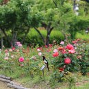 일교차가 심한 날씨, 건강관리 잘하시고 오늘도 힘찬 출발합니다🌺👍🎶 이미지