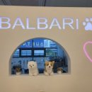 BALBARI(발바리) 이미지