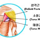 밴트오버 덤벨 레터럴 레이즈(Dumbbell Bent Over Rear Delt Raise) - 어깨 이미지