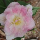 꽃집민박 이미지