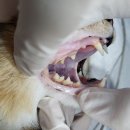 대학로동물병원 | 배곧 내친구동물병원 고양이 스케일링 후기