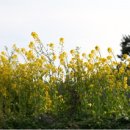 배꽃세탁 이미지