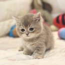 울산고양이분양 도레미캣 이미지