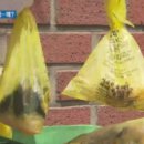 “종량제 봉투가 커서…” 원룸촌에 음식물 무단 투기? 이미지