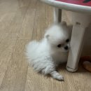 청순하개 이미지