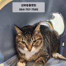 한주동물병원 이미지