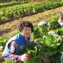 김종순농장 이미지