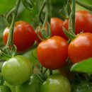 산머루펜션 이미지