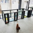 영블리 펫살롱 이미지