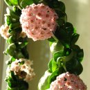 호야농장 이미지