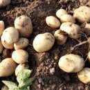 풀과꽃이야기 이미지