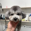 댕스미스 애견미용 이미지