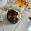 녹양동물병원 | 노묘 삼색이 동물 병원 가다.