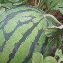 거령(주) 네이버블로그
