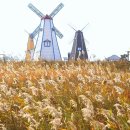 제주도 안부러워요 29만평 은빛 억새밭 펼쳐진 무료 갈대 명소 이미지