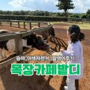 제주조랑말타운 | 제주 서귀포 성산카페 목장카페밭디 아이랑 승마체험부터 말먹이체험까지 완벽했던 후기(정보/가격)