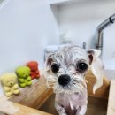 애플스파 이미지