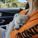 발바닥애견카페 이미지