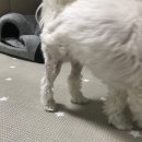 미사서울동물병원 | 슬개골 탈구 후 건강히 회복중 [미사서울동물병원]