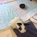 하트온동물병원 이미지