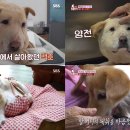 동물농장 MBC연예