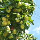 곤지암 할매 소머리 국밥 이미지