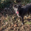 진삼로 | 포인핸드로 찾은 운명! 사천시 유기동물 보호소 강아지입양 유기견입양절차 최근 근황 후기 총정리