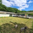 퍼피스쿨 이미지