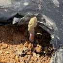 새순농장 | 자색 아스파라거스까지 올라왔다! 4월 텃밭 농사일기 + 당귀밭 정리 후기