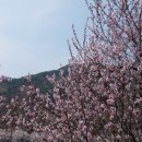 한국의 아름다운 길. 쌍계사 십리벚꽃길 이미지