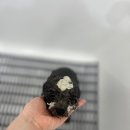 댕스티니 이미지