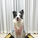 광동 견옥고 활 강아지관절영양제 우수리뷰어 선정!!