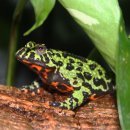 얼룩이농장 이미지