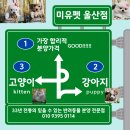 강아지대학로 이미지
