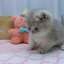 강남 고양이 분양 냥블리 이미지