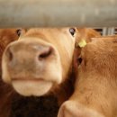 연한우농장 이미지