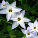 자화부추 [봄별꽃, Ipheion uniflorum] 이미지