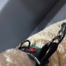 적설계 | 소형견 목줄 추천｜산책 훈련 가능한 루카펫 블리스 목줄 사용 후기