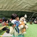 크러쉬 푸들 이미지